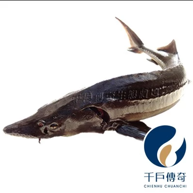 【千戶傳奇】鱘龍魚(現殺活體)，一斤350元，5斤以上接單，產銷履歷認證，活水養殖零用藥，漁場直送，鱘龍